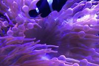 Rose Anemone Thumbnail