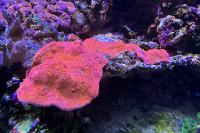 Flamethrower Chalice Coral Thumbnail