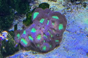 Blastomussa Coral Thumbnail