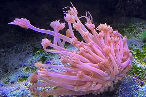 Flower Pot Coral Thumbnail