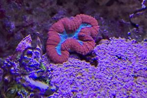 Lobophyllia Brain Coral Thumbnail