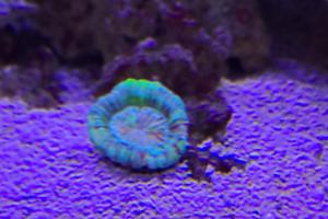 Trachyphyllia Brain Coral Thumbnail