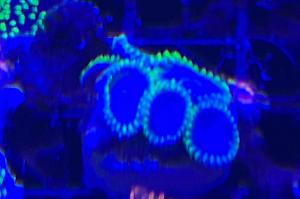 Blue Zoa