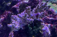 Acropora Thumbnail