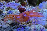 Japanese Snapping Shrimp Thumbnail