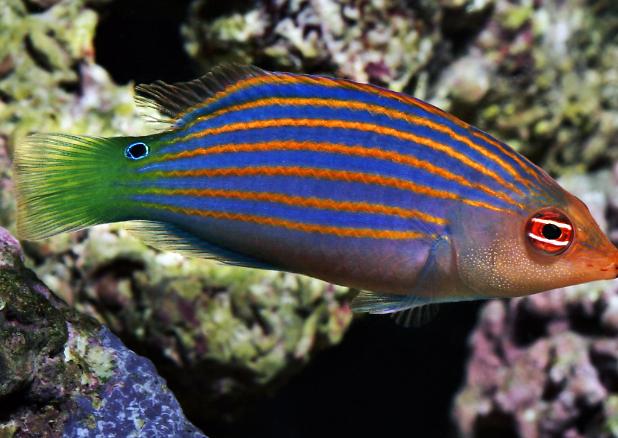 Six Line Wrasse