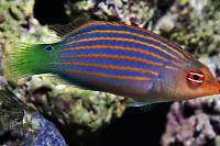 Six Line Wrasse