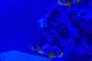 Davinci Clownfish Thumbnail