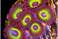 Bob Marley zoa - nice Thumbnail