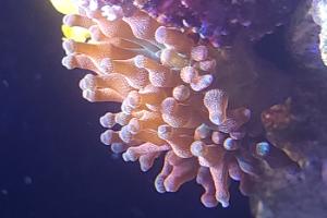 Red Bubble Tip Anemone Thumbnail