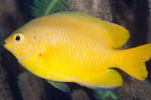 Yellow Damselfish Thumbnail