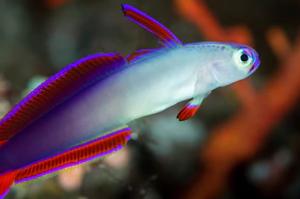 Purple Firefish Thumbnail