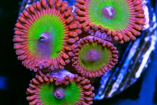 Candy apple red zoa