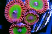 Candy apple red zoa - nice Thumbnail