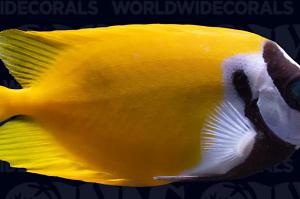 Foxface Rabbitfish Thumbnail