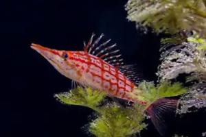 Longnose Hawkfish Thumbnail