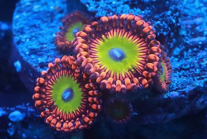 Candy apple red zoa