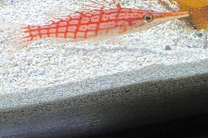 Longnose Hawkfish Thumbnail