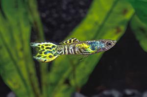 Tiger Endler Guppy Thumbnail