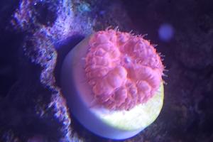 Blastomussa Coral Thumbnail