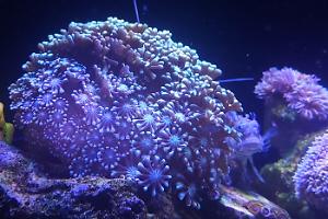 Green Alveopora Coral Thumbnail