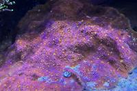 Daddis Chalice Coral Thumbnail