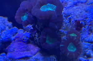 Candy Cane Coral Thumbnail