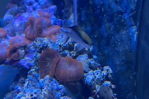 Mushroom Coral Thumbnail