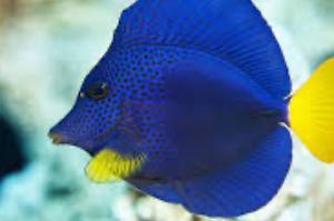 Purple Tang Thumbnail