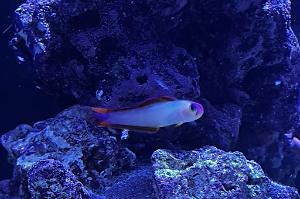 Purple Firefish Thumbnail