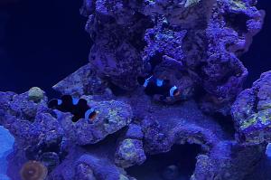 Black Ocelaris Clownfish Thumbnail