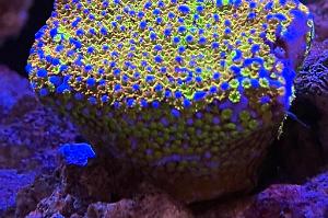 Rainbow montipora Thumbnail