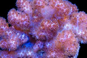 Pocillopora Damicornis (rosa) Thumbnail