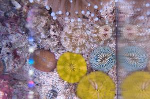 Plate Coral Thumbnail