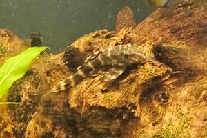 Clown Pleco Thumbnail