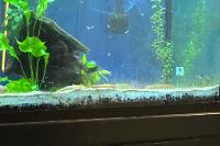 Black Sailfin Molly Thumbnail