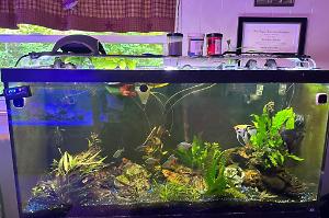 Planted Aquarium(90G) on 2024-08-07T21:21:12.647195Z[GMT]