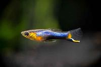 Endler's Guppy Thumbnail