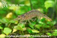 Amano Shrimp Thumbnail