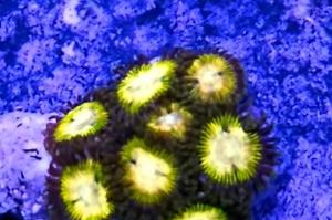 Zoanthid