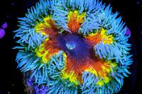 Rock Flower Anemone Thumbnail