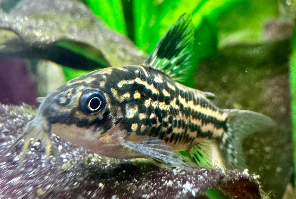 Napo Corydoras