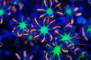 Fireworks Clove Polyps Thumbnail