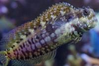 Lawnmower Blenny Thumbnail