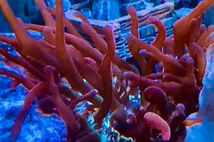 Bubble Tip Anemone Thumbnail