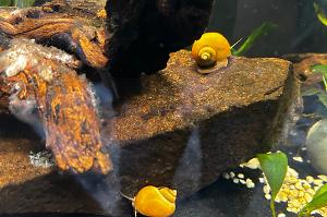 Nerite Snail Thumbnail