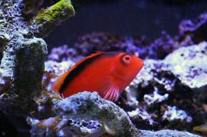 Flame Hawkfish Thumbnail