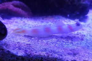 Pinkbar Goby Thumbnail