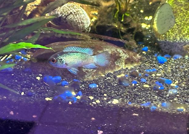 Electric blue Acara