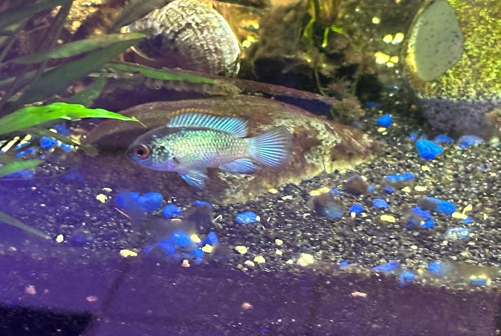 Electric blue Acara